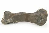 Sub-Adult Hadrosaur (Maiasaura) Metatarsal w/ Stand - Montana #265023-2